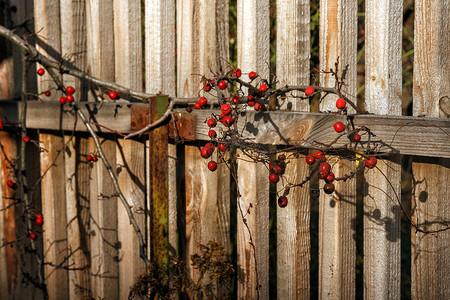 山楂果实摄影照片_阳光下旧木栅栏树枝上的红秋浆果