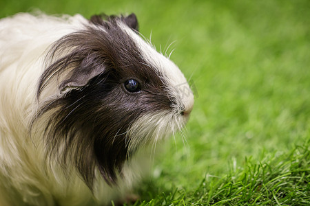 可爱猪猪形象摄影照片_豚鼠在草坪上的形象。