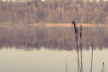 在阳光下奔跑摄影照片_在清晨的阳光下，在田园诗般的湖边奔跑两次