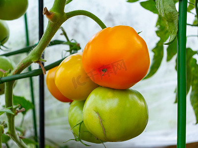 温室农业摄影照片_在温室的树枝上成熟西红柿