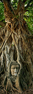 雕像佛摄影照片_玛哈泰寺佛头在树上，大城府