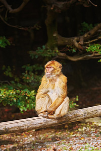 巴巴里猕猴 (Macaca Sylvanus)