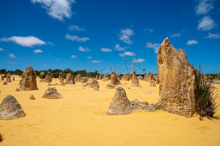 西澳大利亚尖峰石阵沙漠的直立岩石