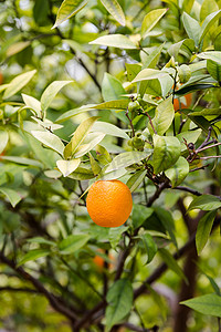 太阳 ra 家庭花园绿树上成熟的新鲜美味橙子