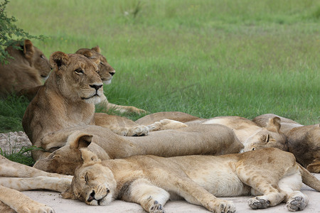 狮子野生危险哺乳动物非洲大草原肯尼亚