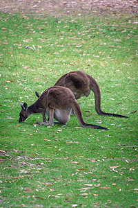 西澳大利亚的两只袋鼠和一只放在妈妈育儿袋里的小袋鼠一起吃草