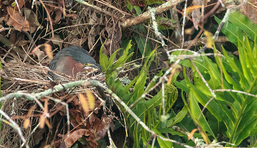 筑巢绿鹭 Butorides virescens
