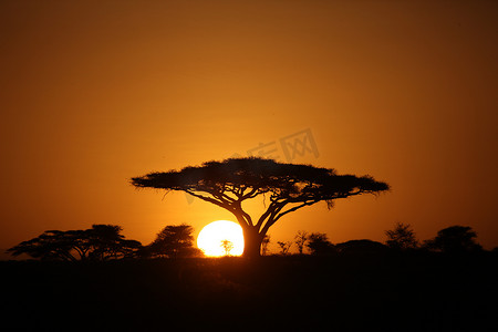 非洲大草原夏季图片 Wild Safari 坦桑尼亚 卢旺达 博茨瓦纳 肯尼亚