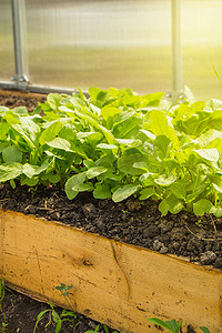 在温室中种植早期萝卜的规则。