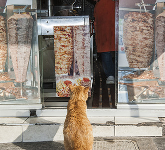 猫坐在烤肉店外