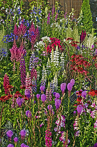 花边边框摄影照片_包括羽扇豆在内的开花边界植物的多彩展示，