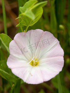 Moonflower 或月亮藤 (Ipomoea alba)