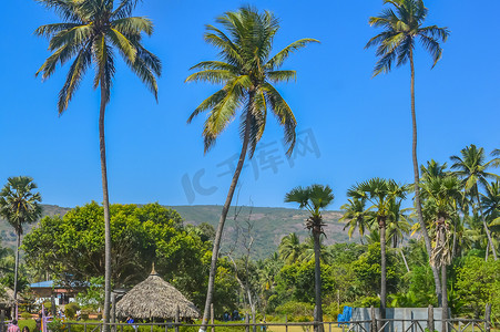 在果阿海滩的圣诞假期或新年庆祝活动中，从远处拍下椰子树的照片