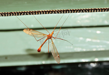 一只大蚊子的蚊子坐在绳子上。