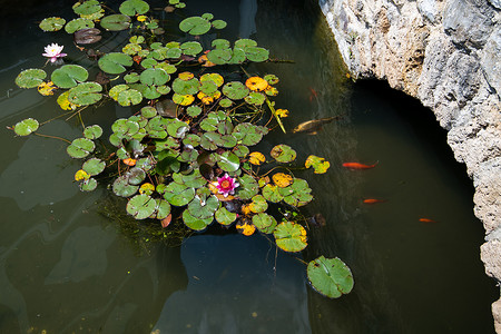 莲花鲤鱼摄影照片_有锦鲤和睡莲叶的池塘，荷花