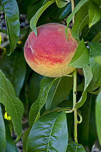 桃树枝或桃树，单成熟果实，推荐作为背景，Zavet