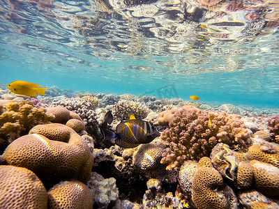 埃及红海珊瑚花园中的红海旗鳍塘鱼