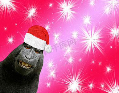 欢闹而有趣的黑猩猩猴子微笑着，戴着圣诞老人的帽子，在红色的圣诞背景中与闪亮的星星隔离开来