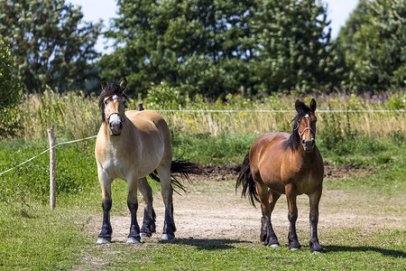 冰川壁纸摄影照片_波兰 Suwalki 景观公园的马匹。