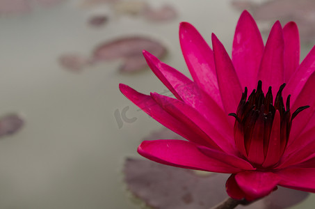 粉红色的莲花在绽放中漂浮