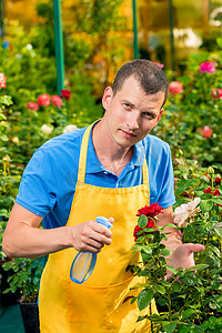 园丁在温室里用化学品洒花