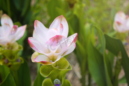 郁金香矢量摄影照片_姜黄 (Siamese Tulip Curcuma Alismatifolia) 花 I