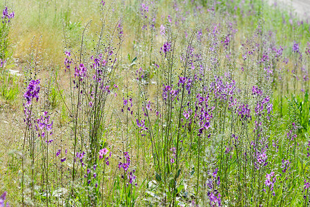 草地上的 Verbascum Phoeniceum