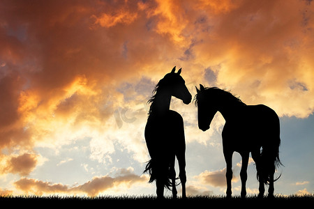 夕阳下相爱的马剪影