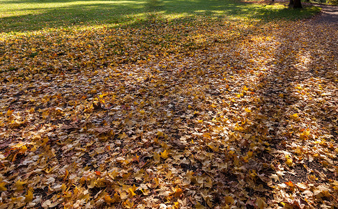 梧桐树叶子落在地上