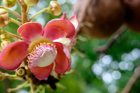 炮弹花摄影照片_Couroupita guianensis - 炮弹树花