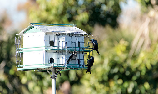 燕子飞翔摄影照片_紫马丁鸟 Progne subis 在鸟舍周围飞翔和栖息