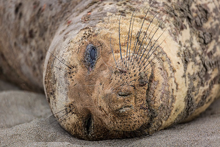 北象海豹在加利福尼亚海滩上休息