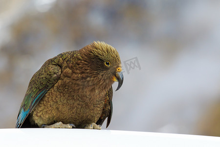 关闭美丽的彩色羽毛，kea 鸟的羽毛与模糊