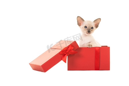 坐在白色背景中突显的红色礼物盒里的暹罗小猫