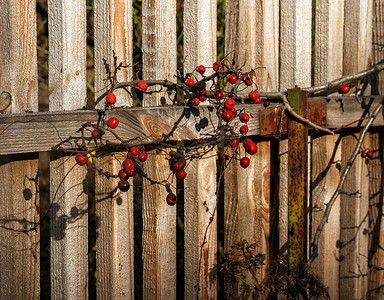 山楂果实摄影照片_阳光下旧木栅栏树枝上的红秋浆果