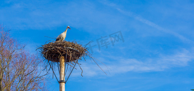 鸟筑巢摄影照片_大鸟筑巢，里面有一只鹳，背景是干净深蓝的天空，从非洲迁徙的鸟