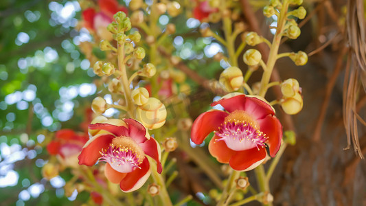 炮弹树 (Couroupita guianensis)