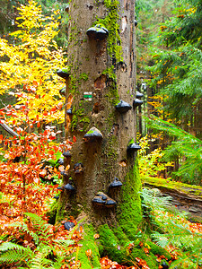 原始森林摄影照片_多彩秋季原始森林树干上的多孔菌