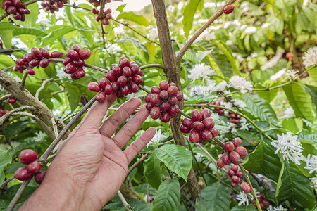 咖啡豆摄影照片_手拿着咖啡豆生长在咖啡树上的特写镜头
