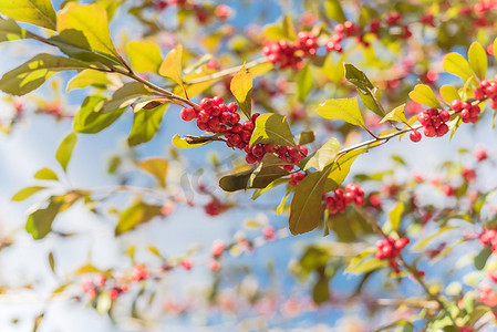 阳光明媚的秋日，树枝上美丽的德克萨斯冬青冬青蜕皮红果