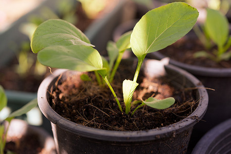 家庭种植小白菜-PAI TSAI 或 Brassica chinensis