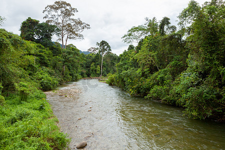 婆罗洲的丛林河