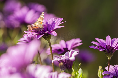 蝴蝶和紫色向日葵