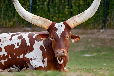 Ankole Longhorn Cattle/ankole Cow 长着巨大的角。