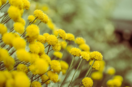 许多野生草甸的老式照片在黑暗的田野和天空背景上筛出黄色的花朵。