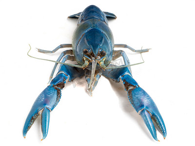 在白色背景的蓝色小龙虾 (Cherax destructor)。