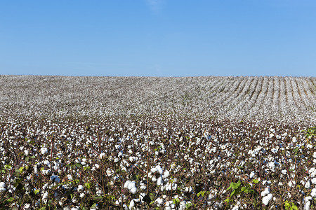 澳大利亚波浪石摄影照片_棉花田白色，棉花成熟，准备收割