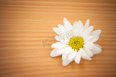 木制背景上的一朵白菊花