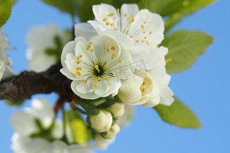 白色鲜花摄影照片_李子树