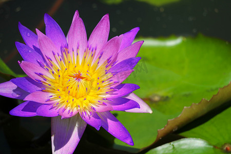 池塘中盛开的粉紫色莲花和 w 上的模糊垫